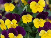 606 Viola Sorbet XP