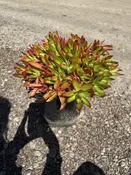 10″/5G Crassula ‘Campfire’