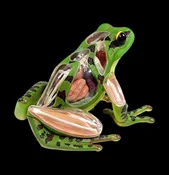 4D Vision Frog Model