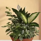 Dish Garden green plants