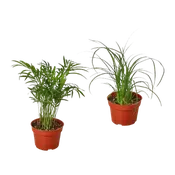 2 Palm Variety Pack / 4" Pots / Live Plant / House Plant
