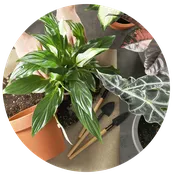 Florist's Choice Plant for Mother's Day