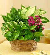 Blooming Dish Garden