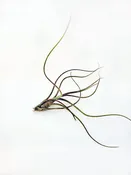 Tillandsia butzii