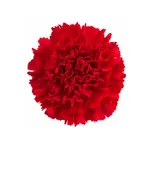 Add 3 Carnations