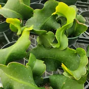 Curly Locks Orchid Cactus