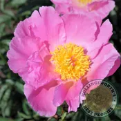 Dawn Pink