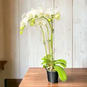 Orchid Plant, 4″ Pot