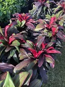 Cordyline 'Ruby' — Excelsa Gardens