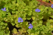 Bacopa caroliniana (Lemon Bacopa, Blue Water-hyssop) SKU-BACCAR