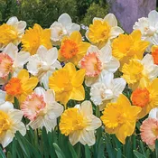 Giant Trumpet Daffodils for Naturalizing