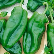 Ancho Ranchero Hybrid Pepper