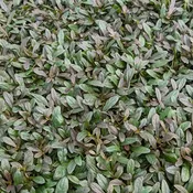 Ajuga reptans Chocolate Chip <br>(Bugleweed / Carpet Bugle) <br>Flat of 24 Cells