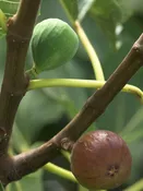 Heirloom Brown Turkey Fig Tree (ficus carica)