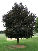 Acer platanoides 'Crimson King'