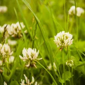 “Nitro” White Dutch Clover Seed