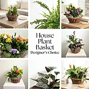 House Plant Basket