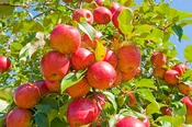 Apple Orchard