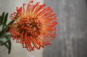 Seasonal Arrangement — IXIA