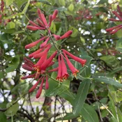 Lonicera sempervirens