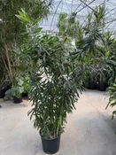 Dracaena Reflexa 14"