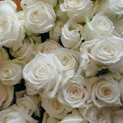 Dozen White Roses Wrapped
