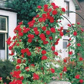 Blaze Improved, Climber — Weeks Roses