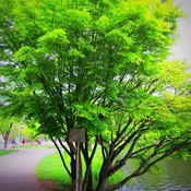 Acer palmatum 'Green' ~ Japanese Maple