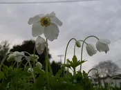 Anemone sylvestris  Snowdrop anemone/Wind flower Z 4-9