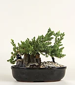 Decorative Bonsai Plant