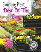BLOOMING PLANT DEAL OF THE DAY