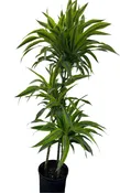 10 in. Dracaena 'Lemon Lime' Cane Set 3-2-1