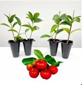 Acerola / Barbados 3-pack