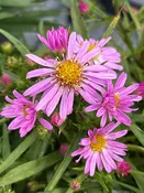 Aster (Symphyotrichum) 'Wood's Pink' / Aster — Franks Perennial Border