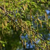 Alnus serrulata Seedling / Tubeling NS