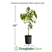 Achacha, Achachairu Plant