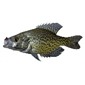 2-3″ BLACK CRAPPIE FISH, EA