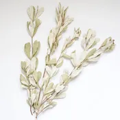 Dried Integrifolia