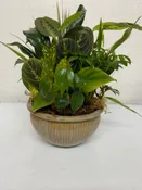 DISH GARDEN IN CERAMIC CONTAINER