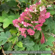 Hydrangea quercifolia 'Ruby Slippers', Oakleaf Hydrangea