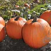 Aladdin F1 Treated Pumpkin Seeds