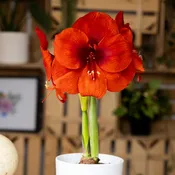 Cayenne