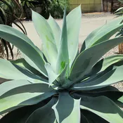 Agave attenuata ‘Blue Olivia’