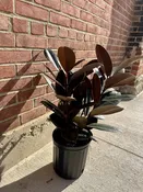 10" ficus burgundy - rubber tree — the plant gays