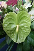 Green Anthurium – Midori