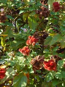 Annatto Lipstick Tree (bixa orellana)