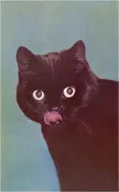 Black Cat Print