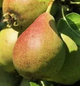 Ayers Pear