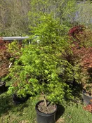 Arakawa Japanese Maple
