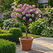 Arctic Blue™ Tree Rose